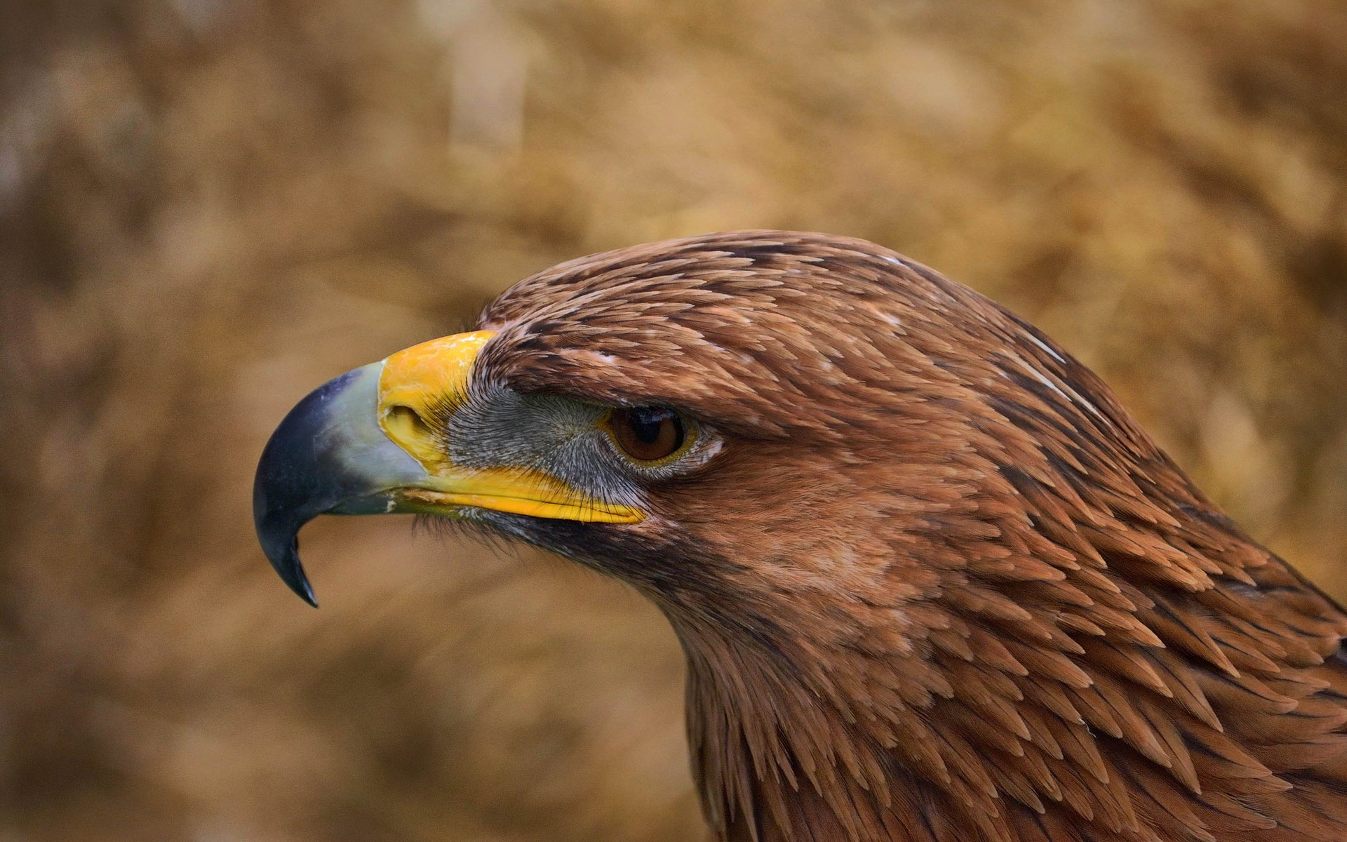 An eagle with a yellow beak looks to the left