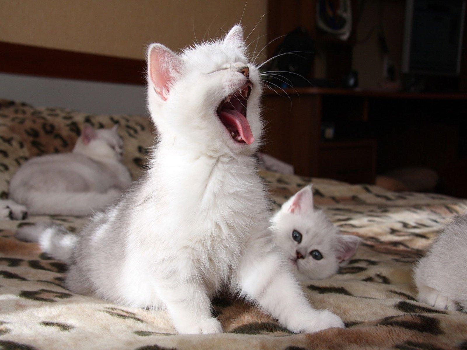 A white fluffy kitten yawns