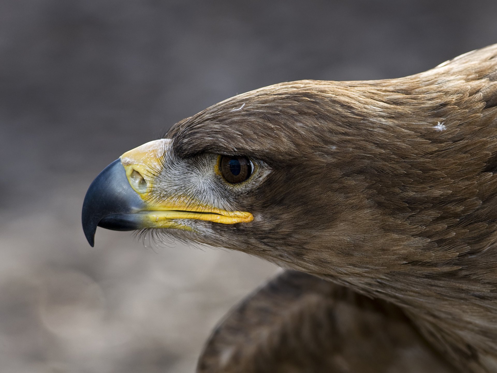 Macrophotography of the eagle's head in profile