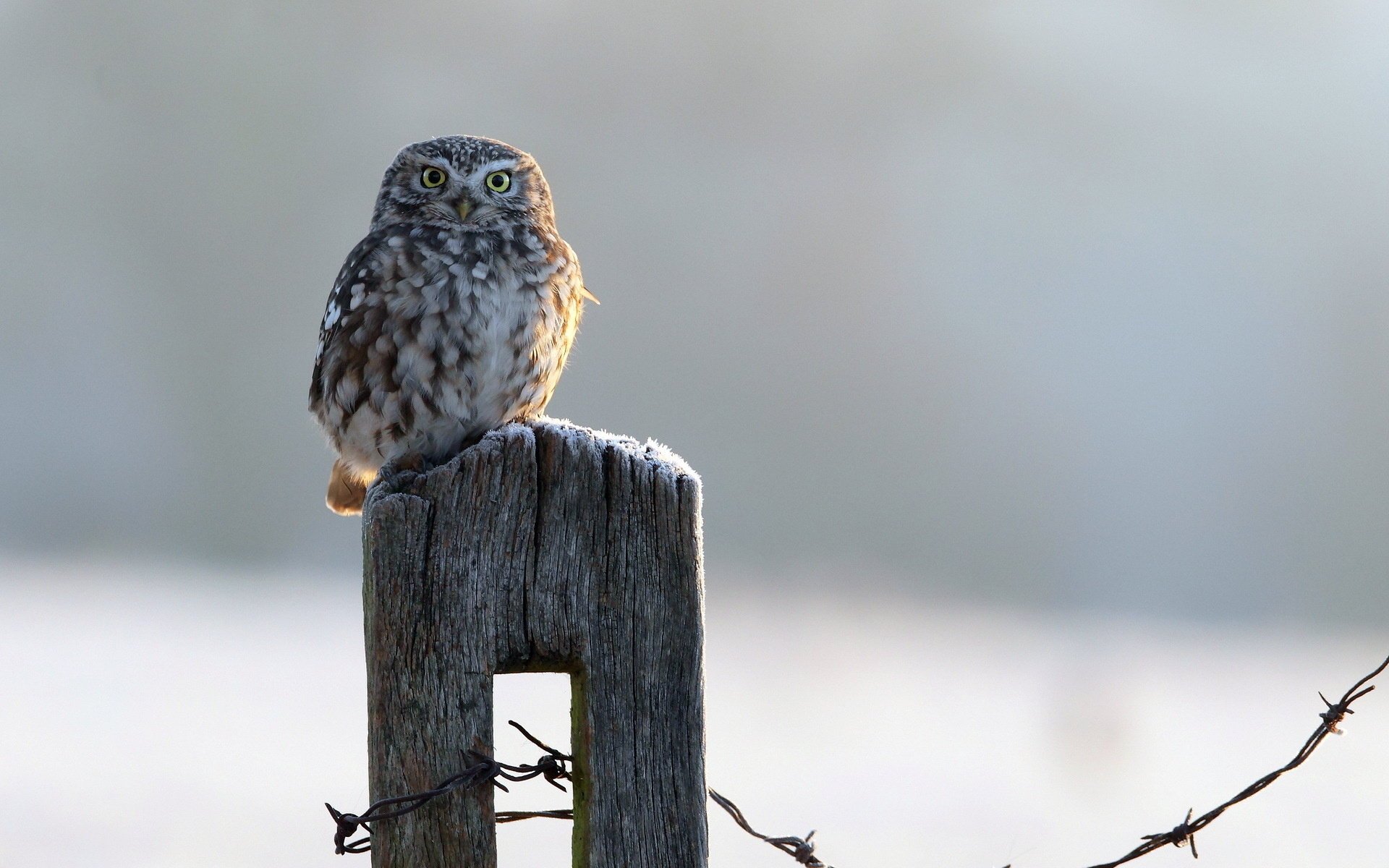 A small owl sits on the fence