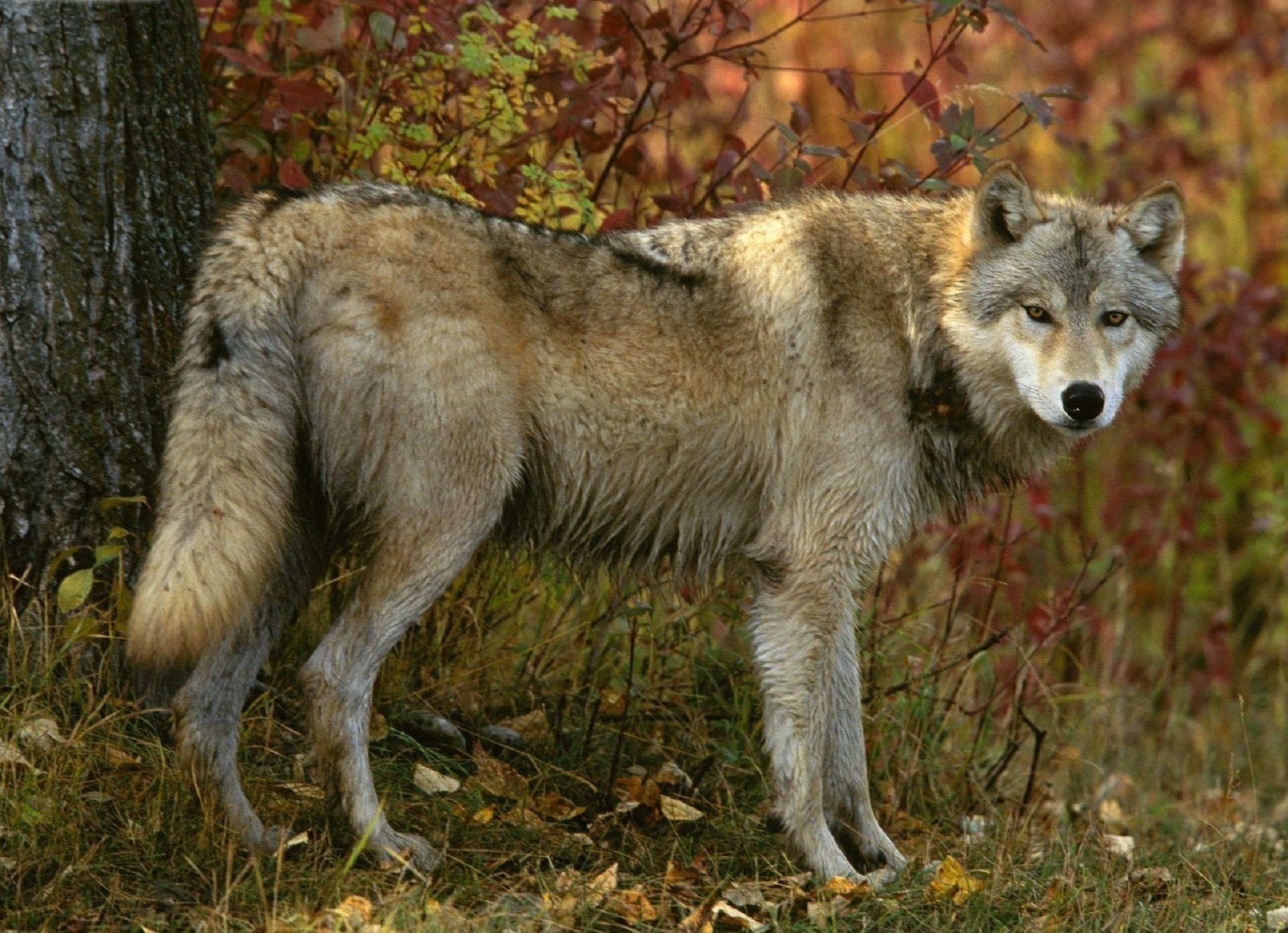 Gray wolf in the autumn forest