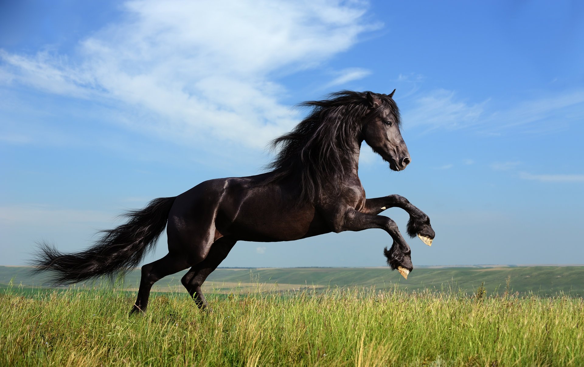 A horse with a thick mane jumps on the green grass