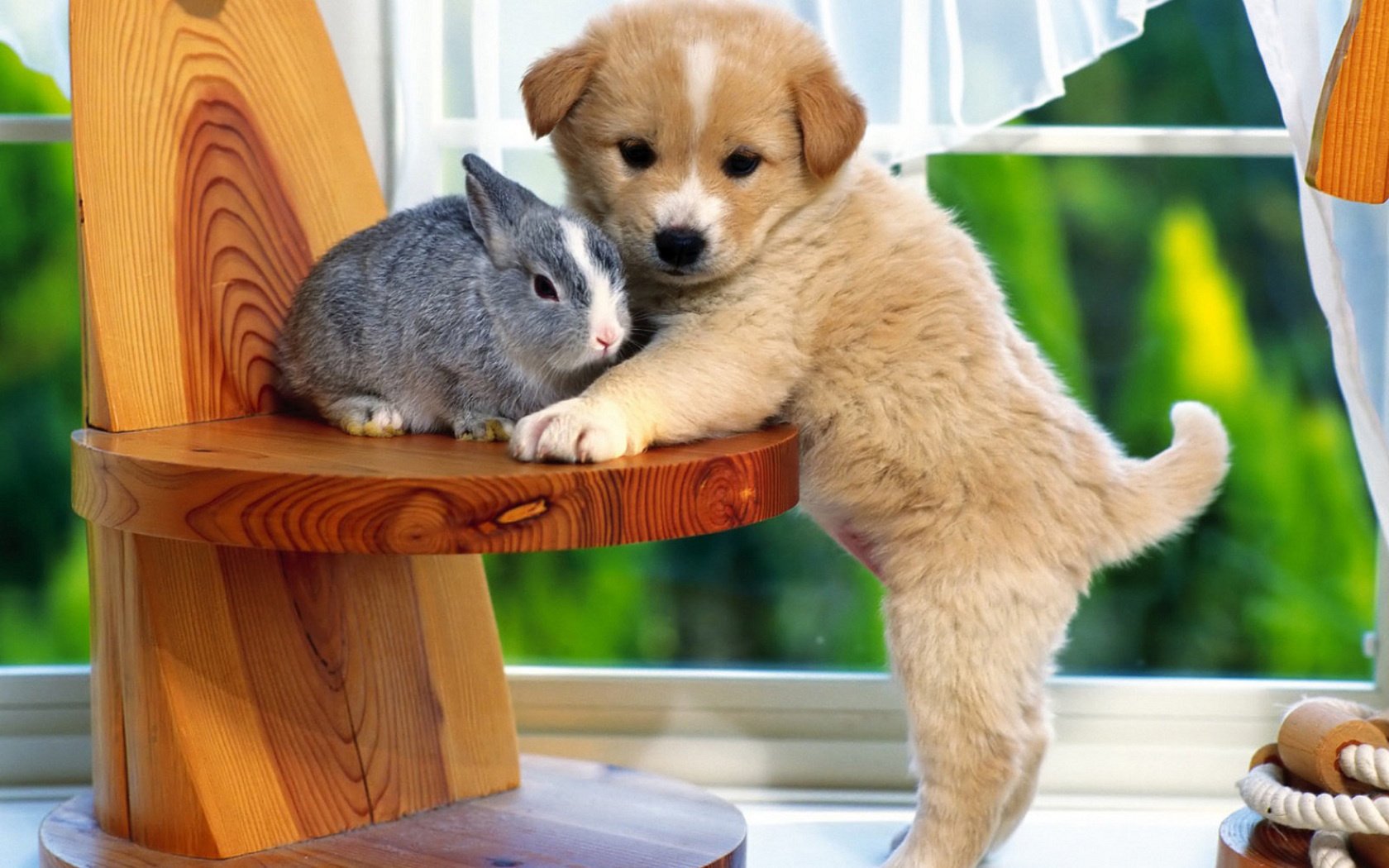 A dog and a gray rabbit on a stool