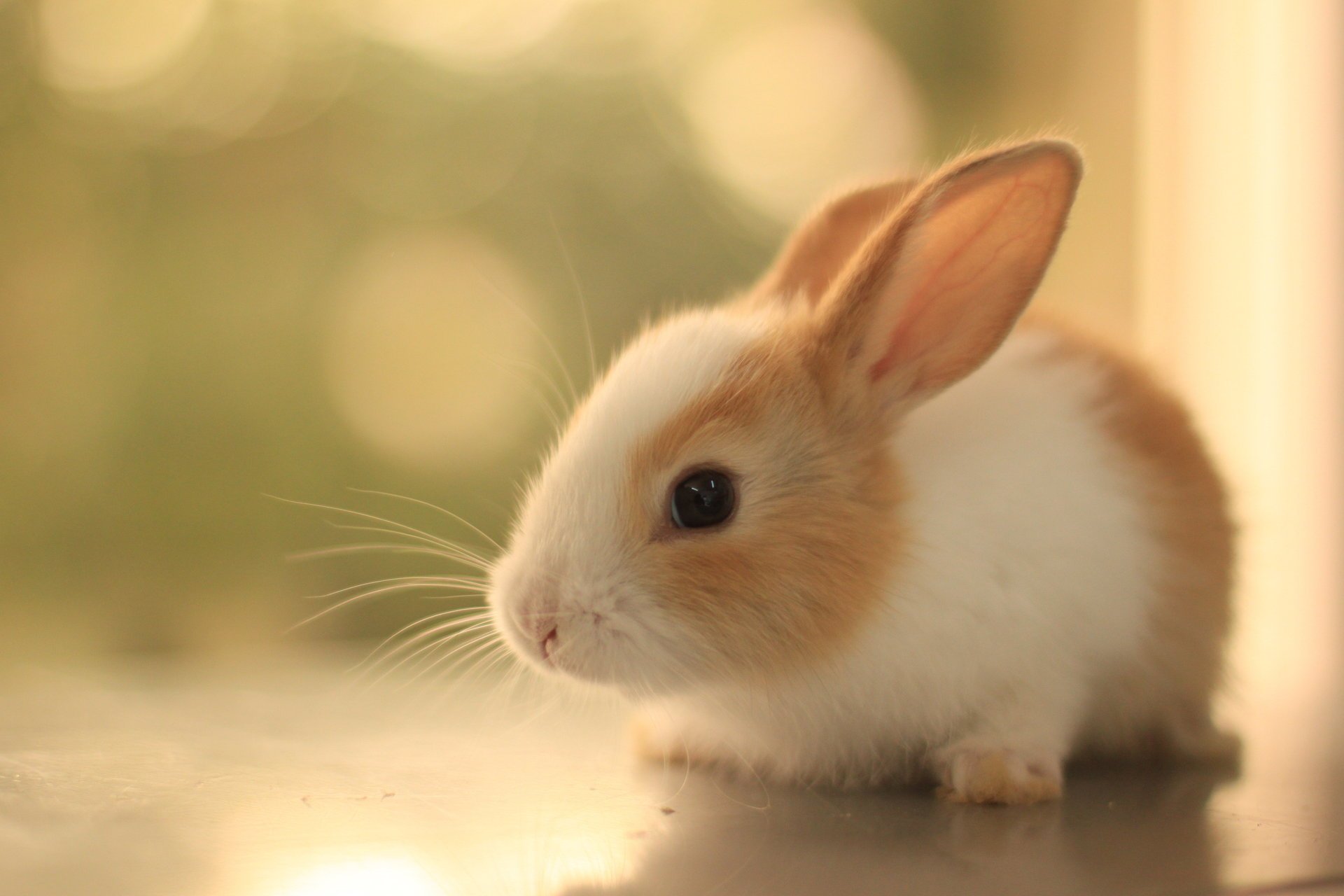 Fluffy rabbit with small ears