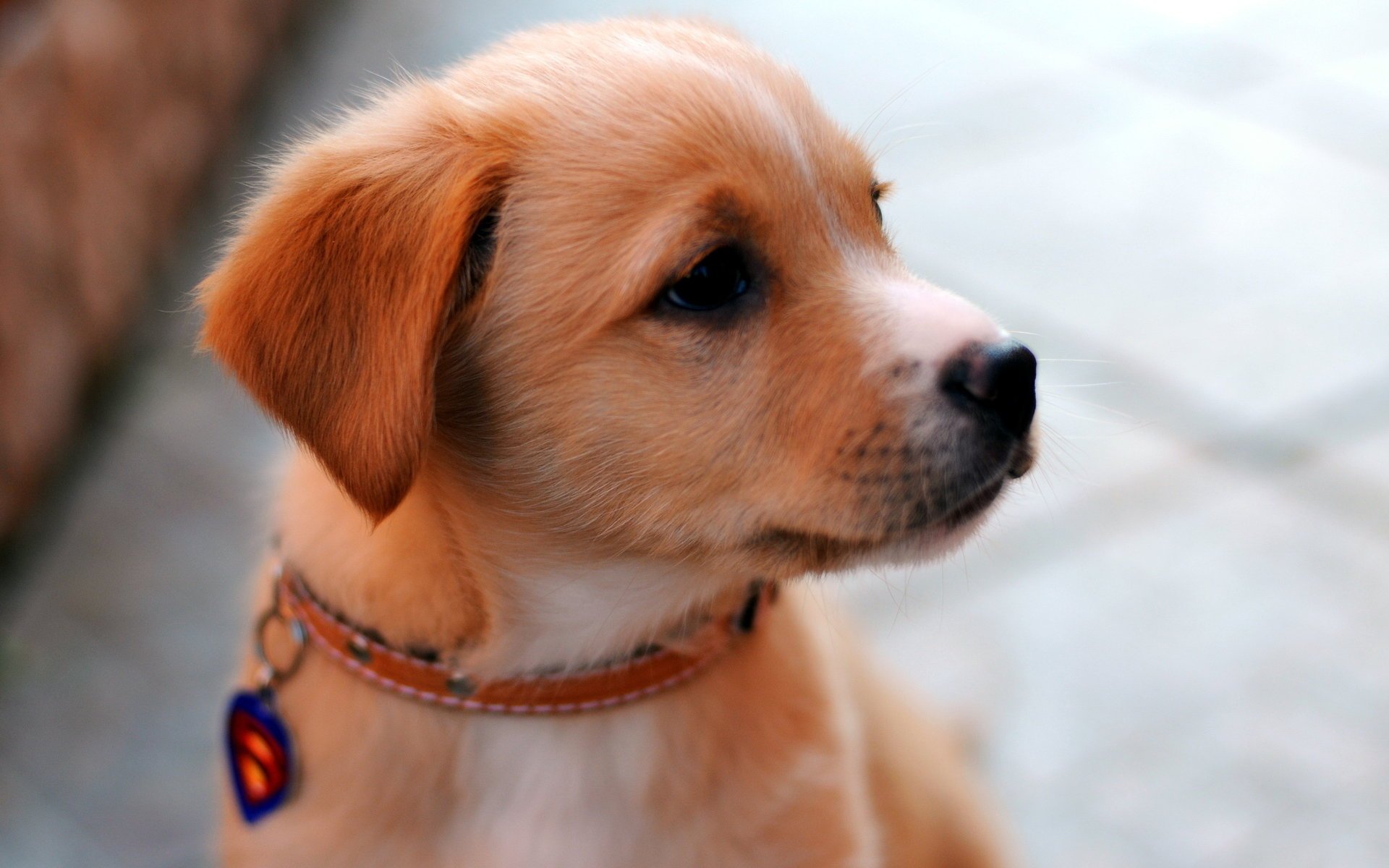 A small dog with a red collar