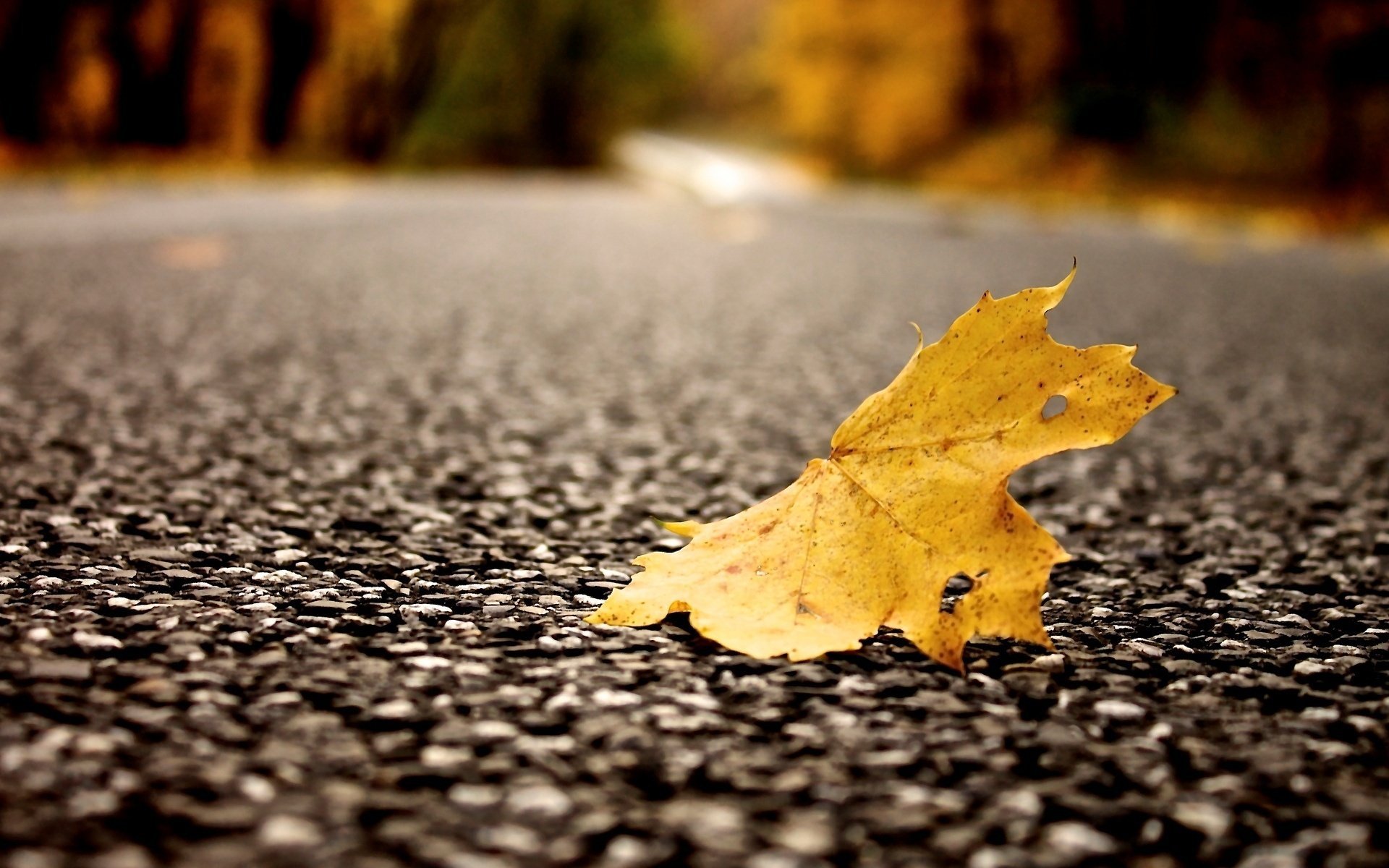Macro view of a pine leaf on asphalt