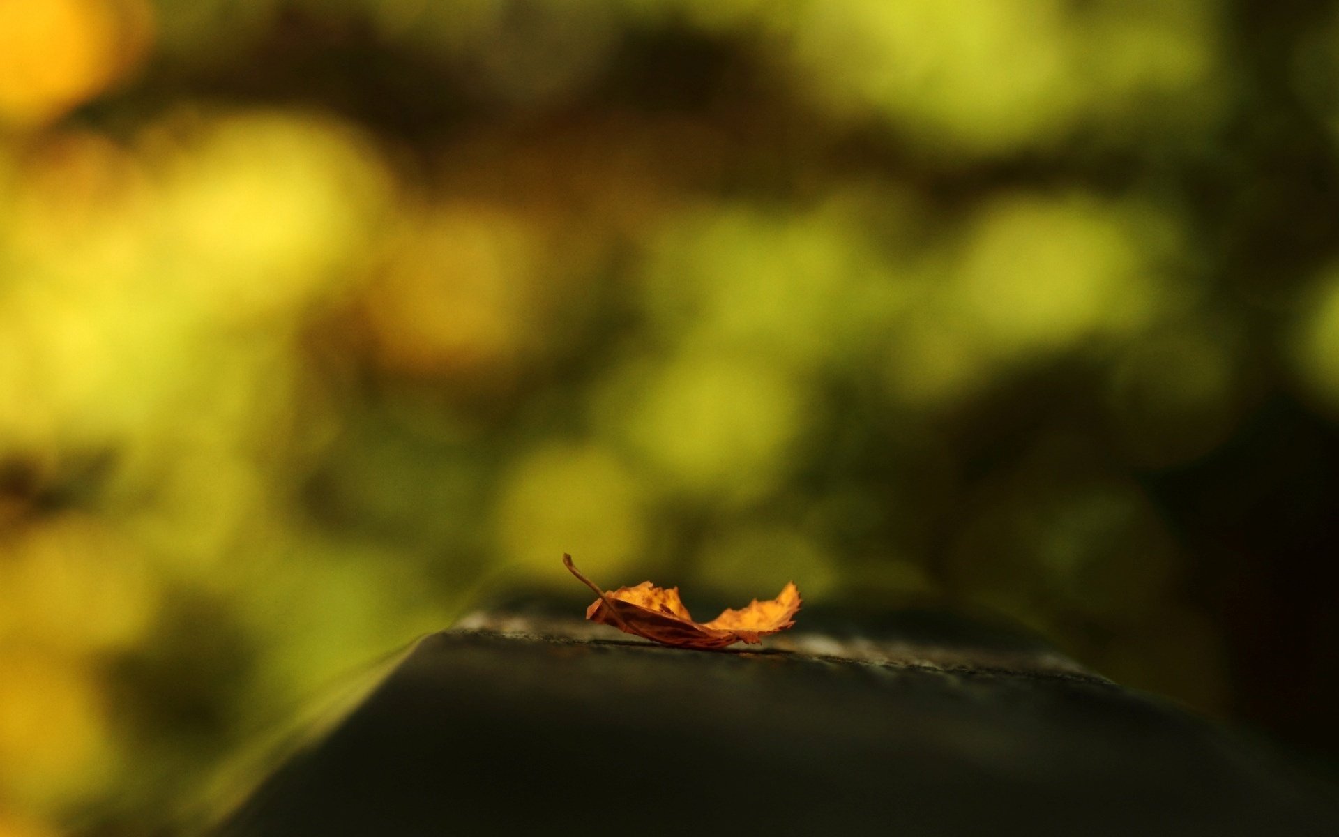 Orange leaf on a blurry background