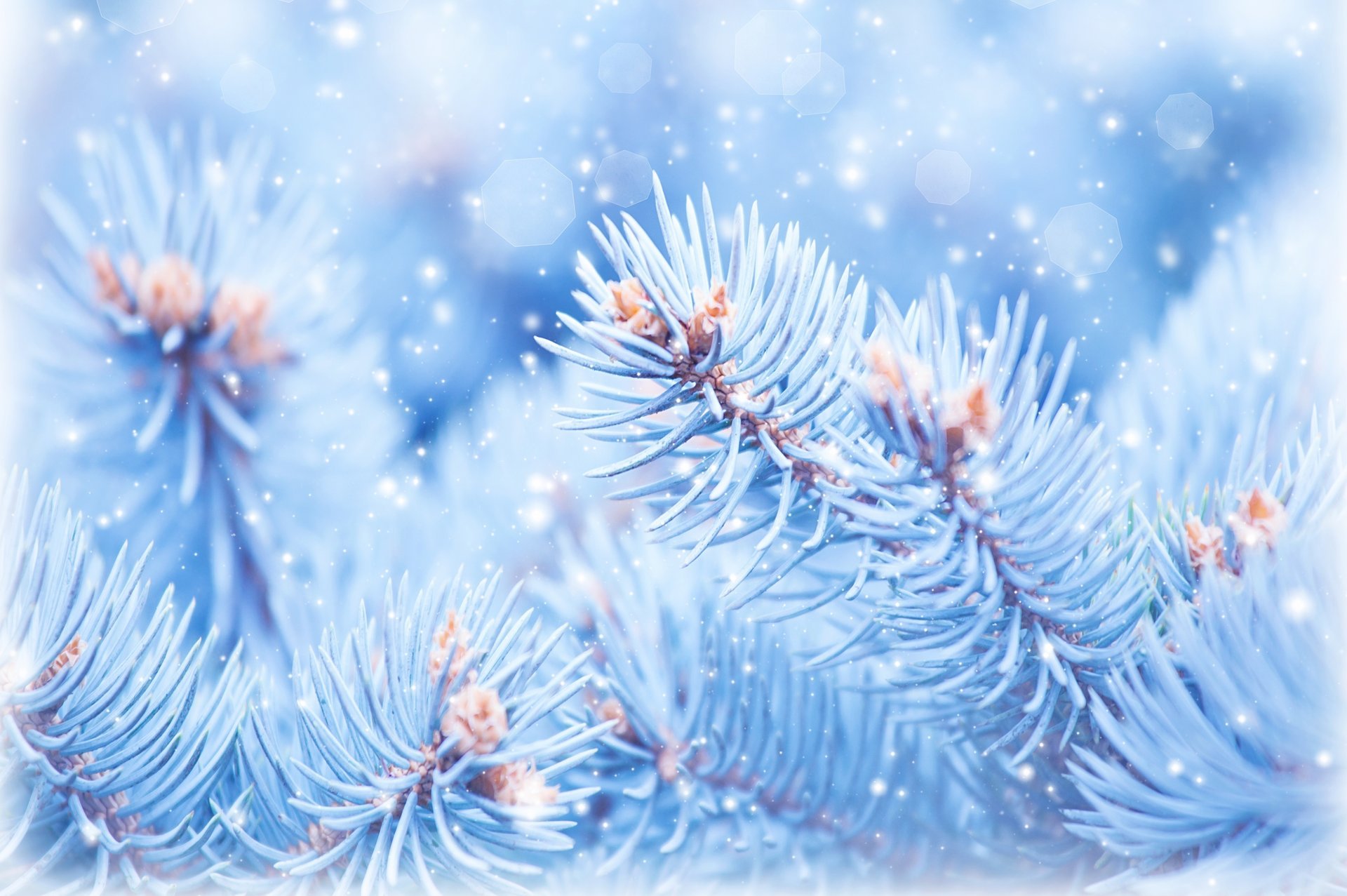 Beautiful Christmas blue spruce