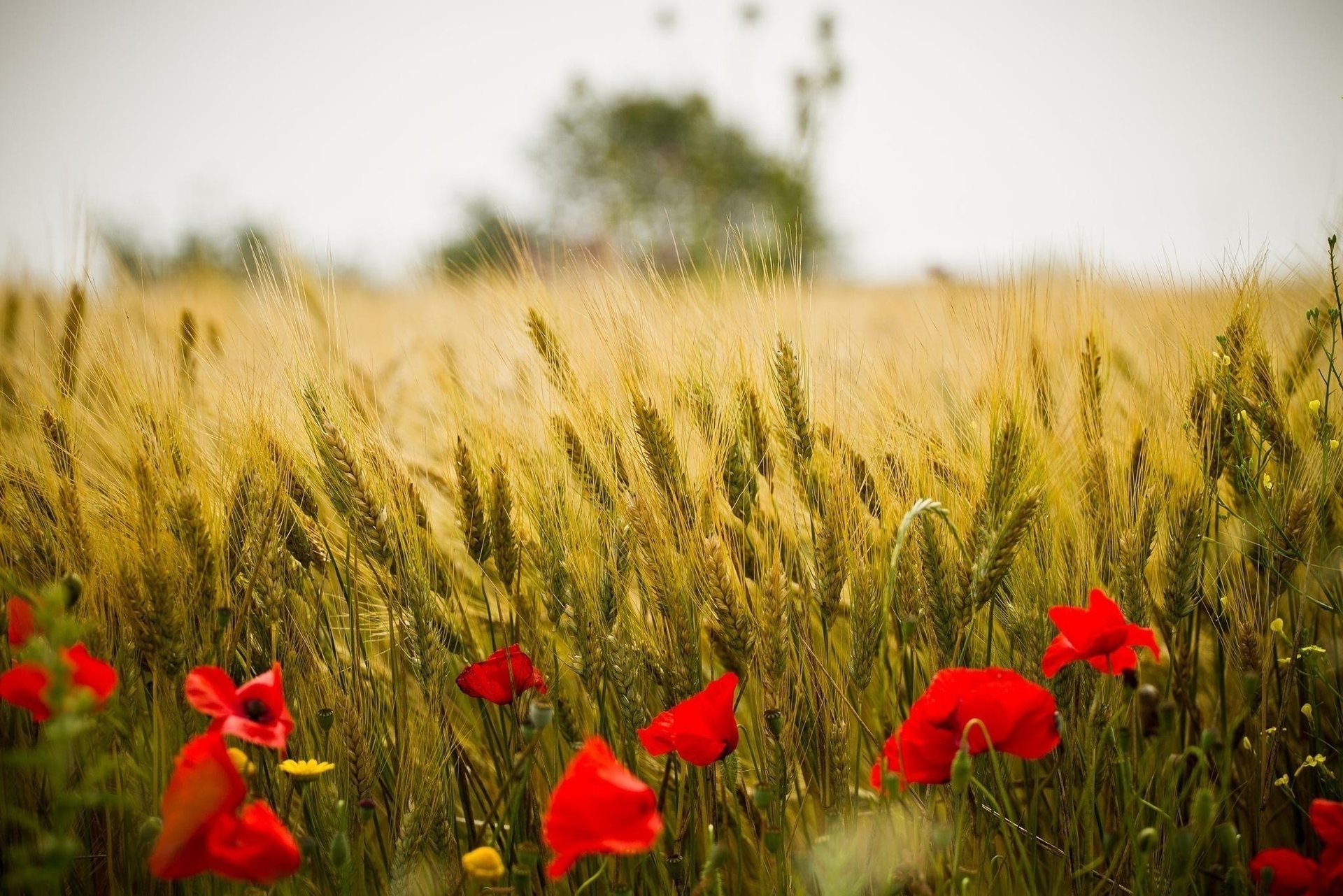 Red poppies in a field among wheat
