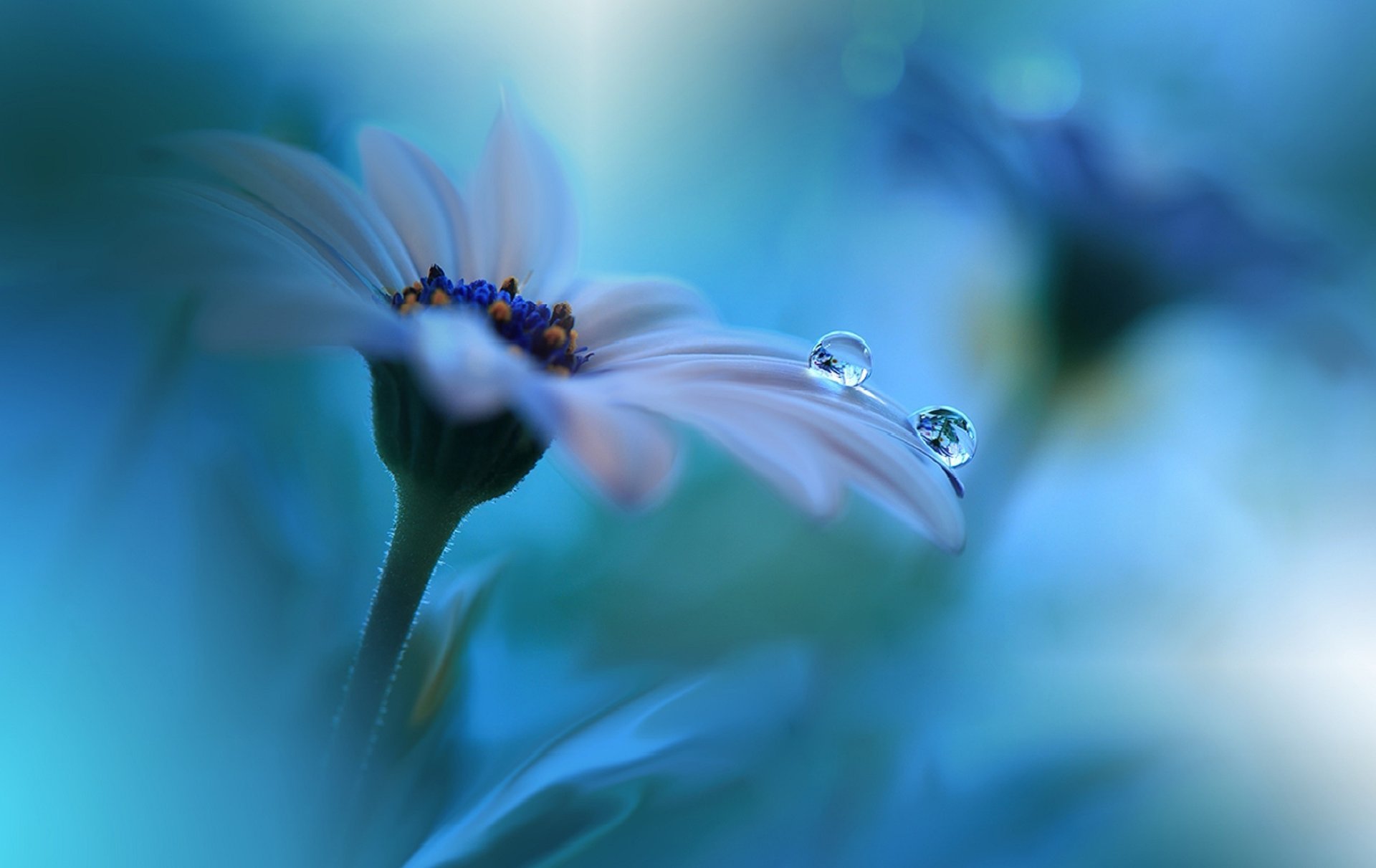 Dewdrops on the petals of a blue flower