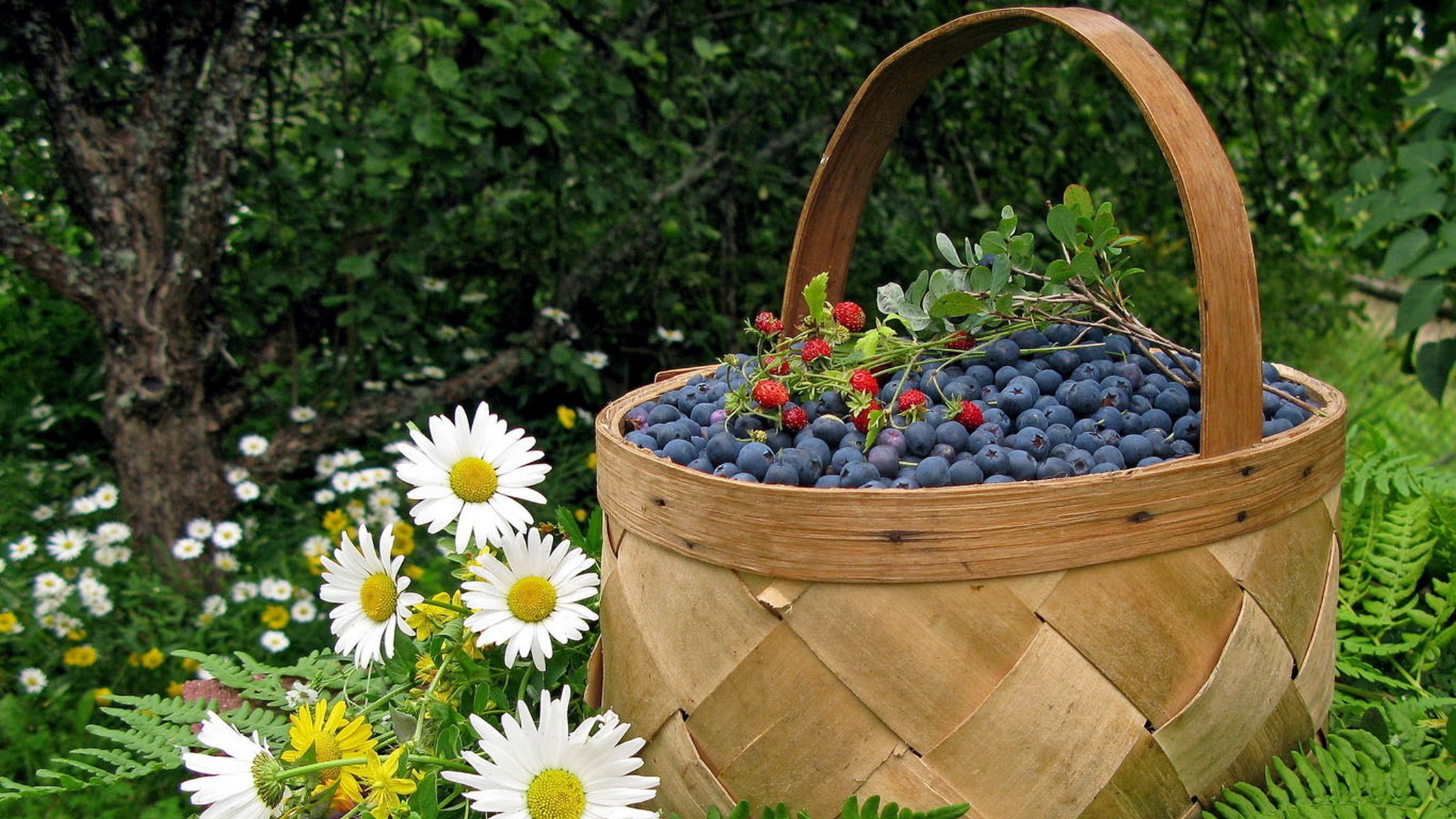 Berries in a basket near daisies on the background of the garden