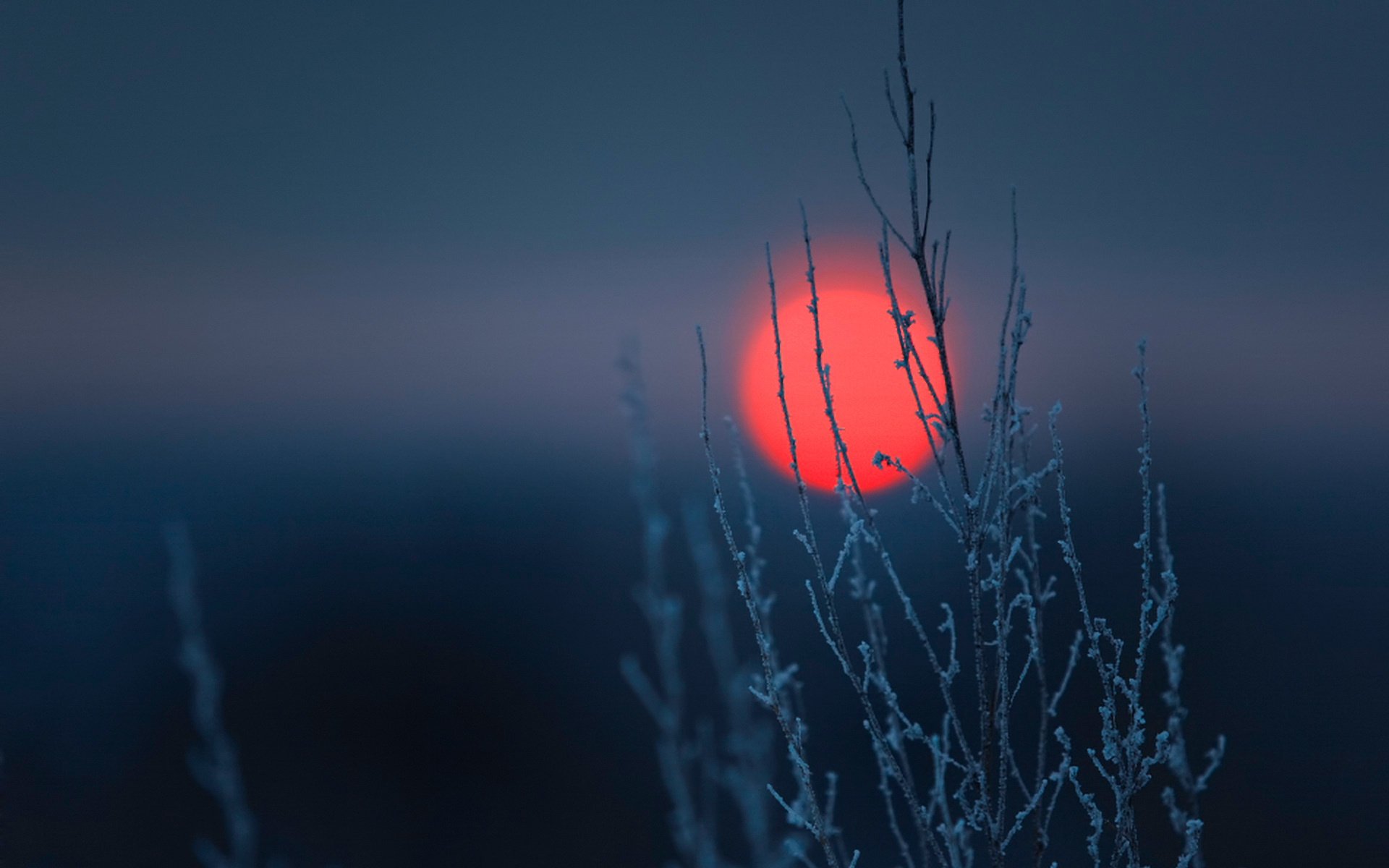 Red sunset through a branch with frost