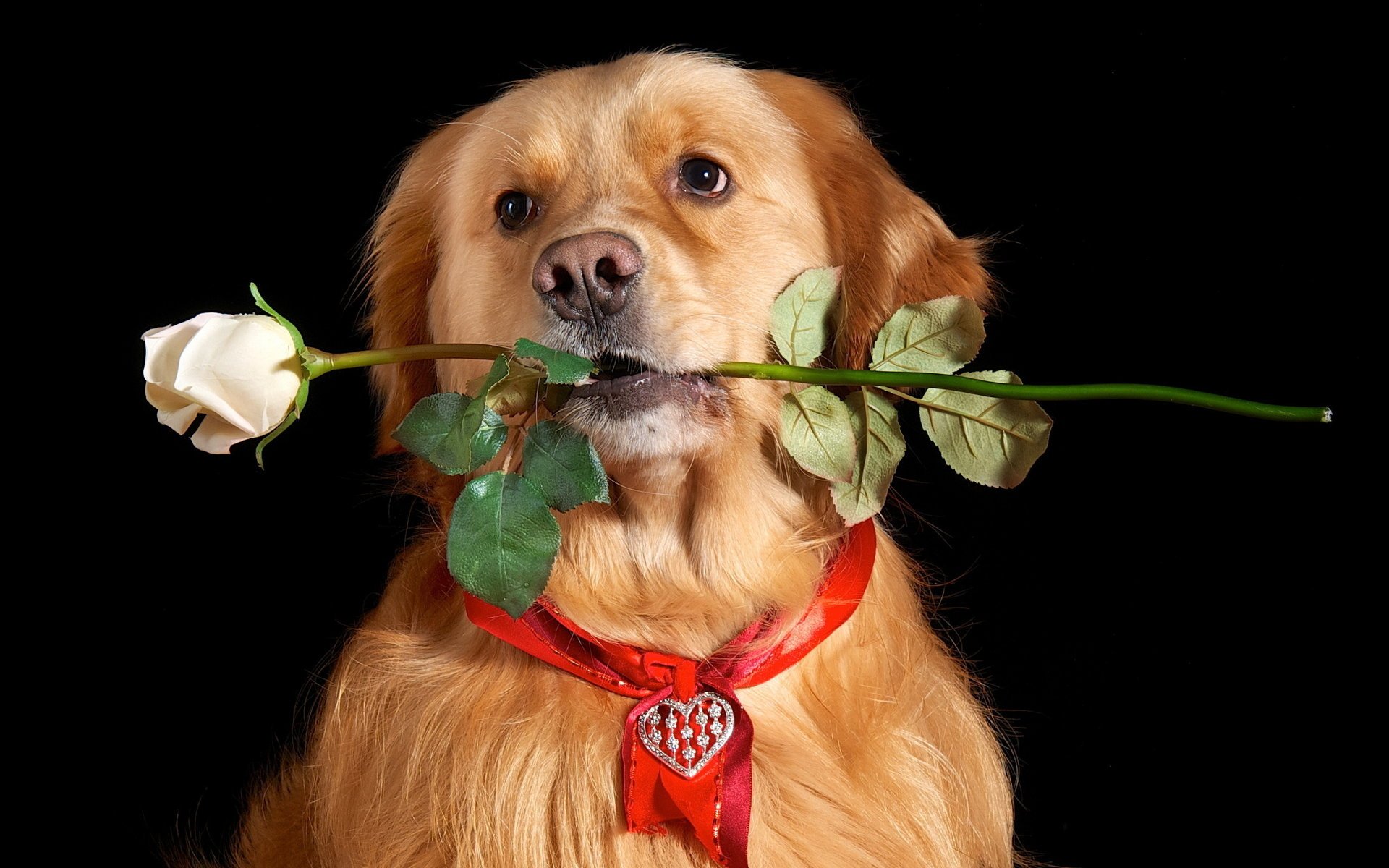 Golden dog carries a rose in his teeth