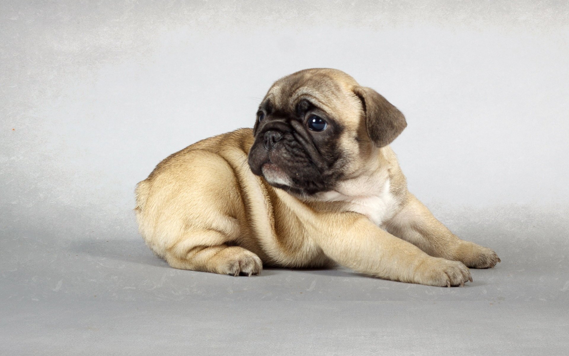 A small pug on a white background