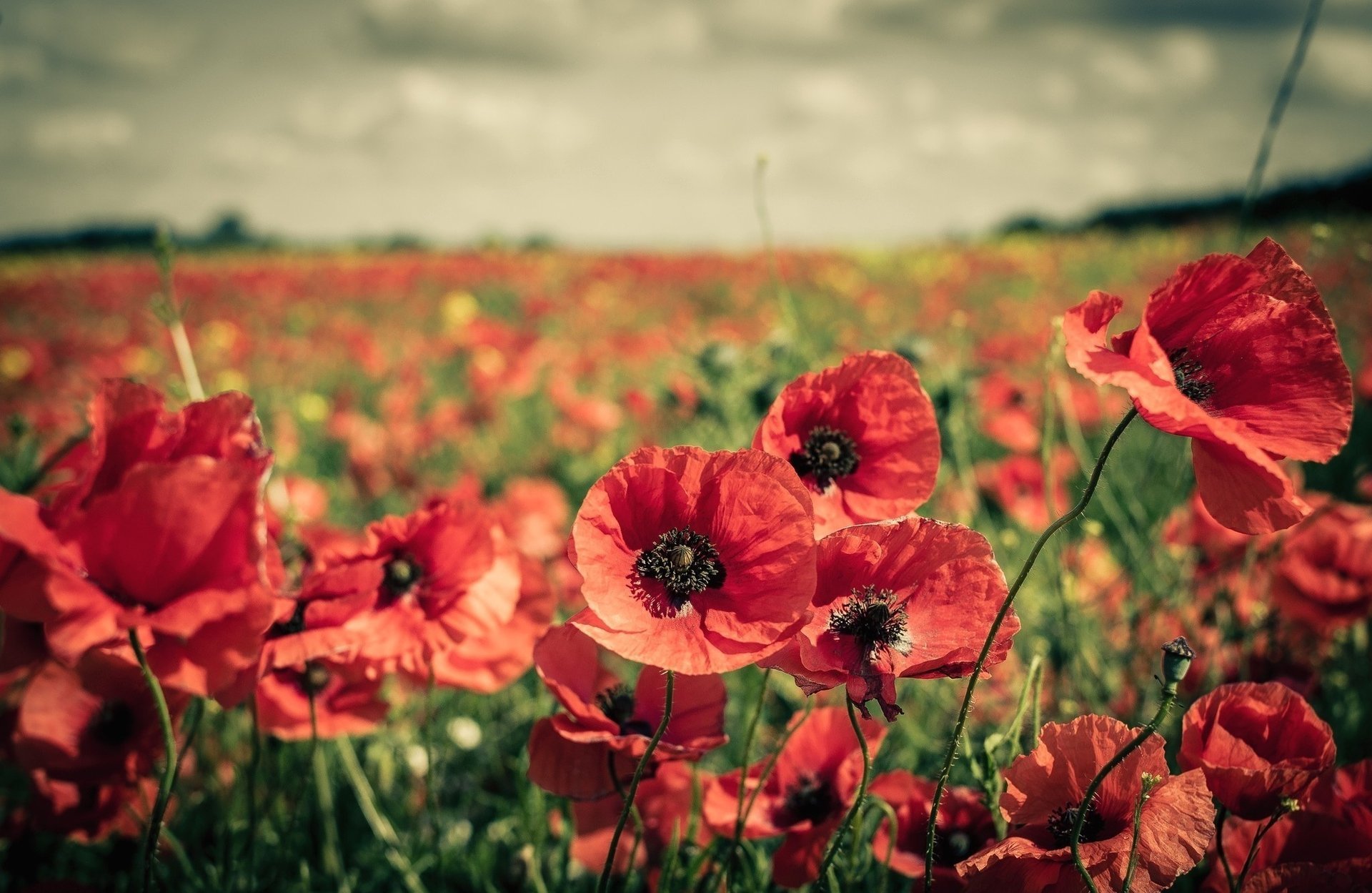 Poppy field. A place for beautiful photos