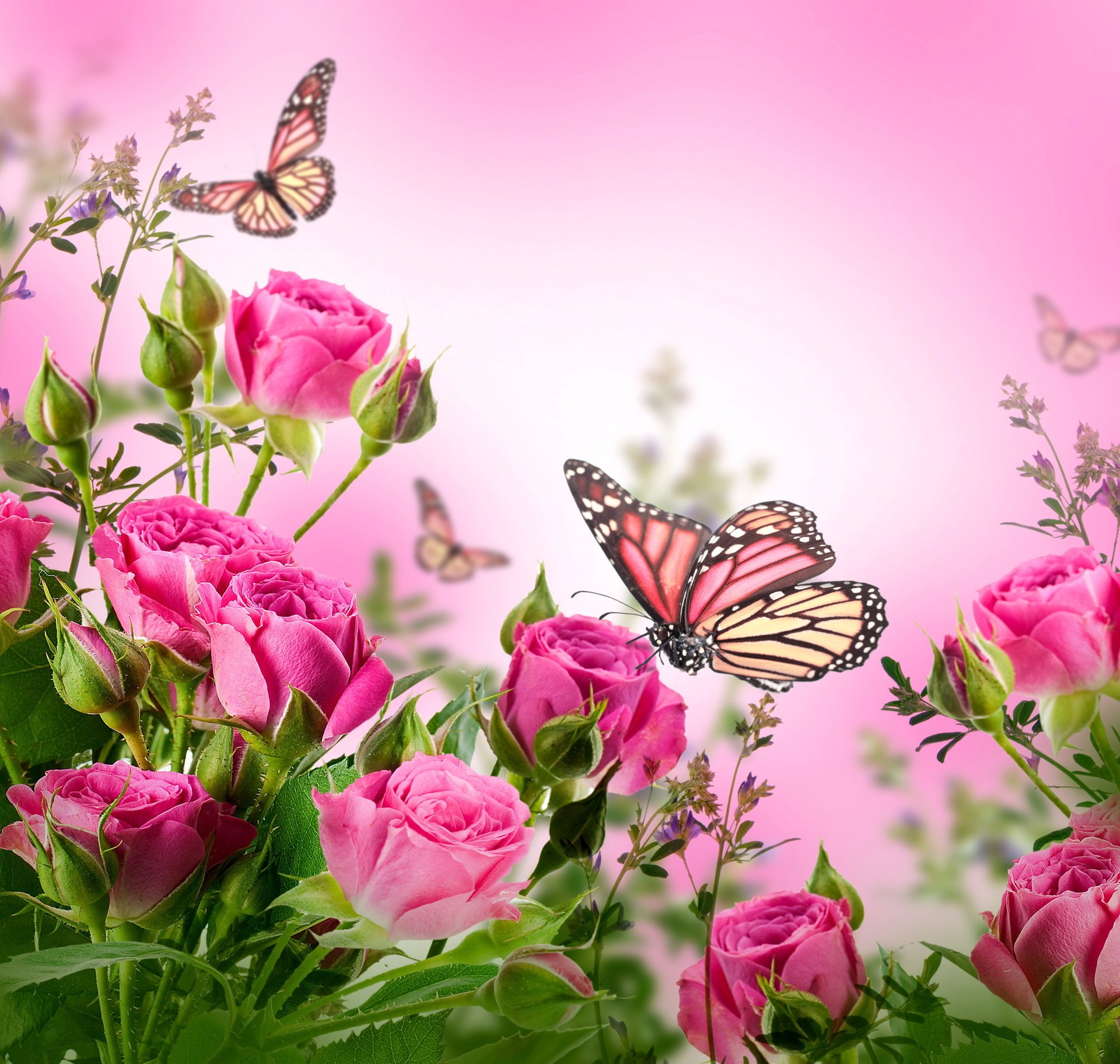 Beautiful butterflies pollinate roses