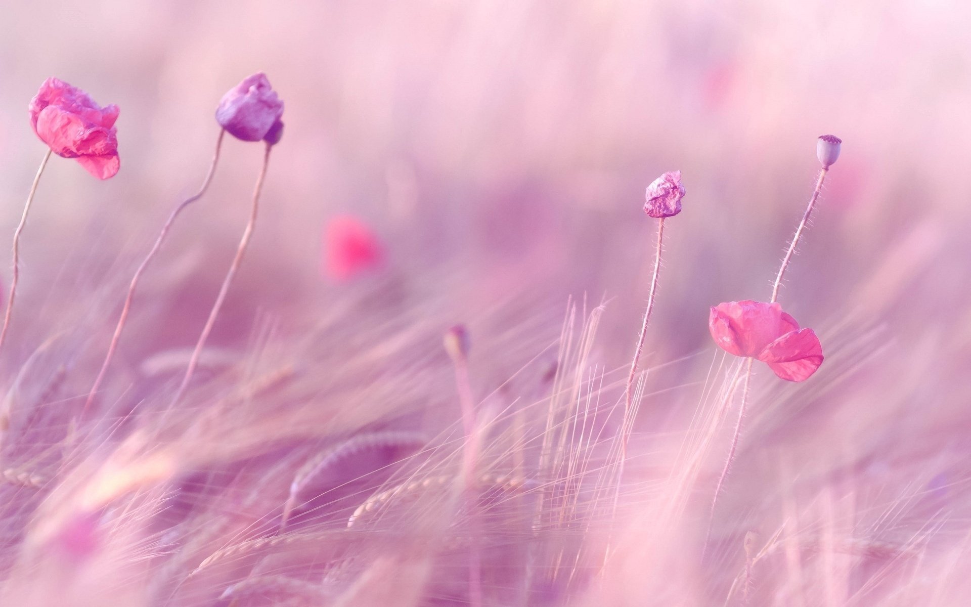 Ears of wheat and pink flowers on the field
