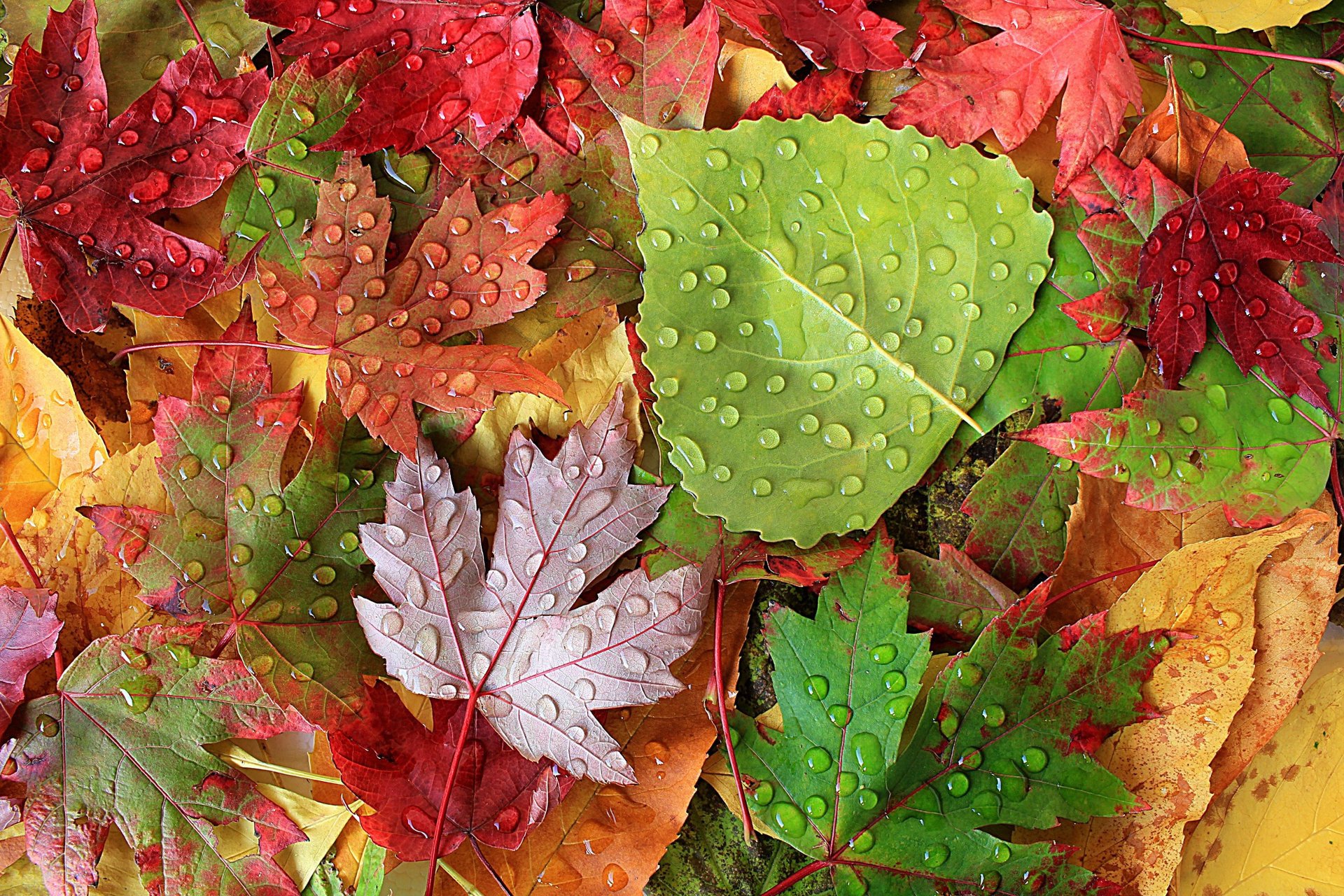 Autumn fallen leaves after rain