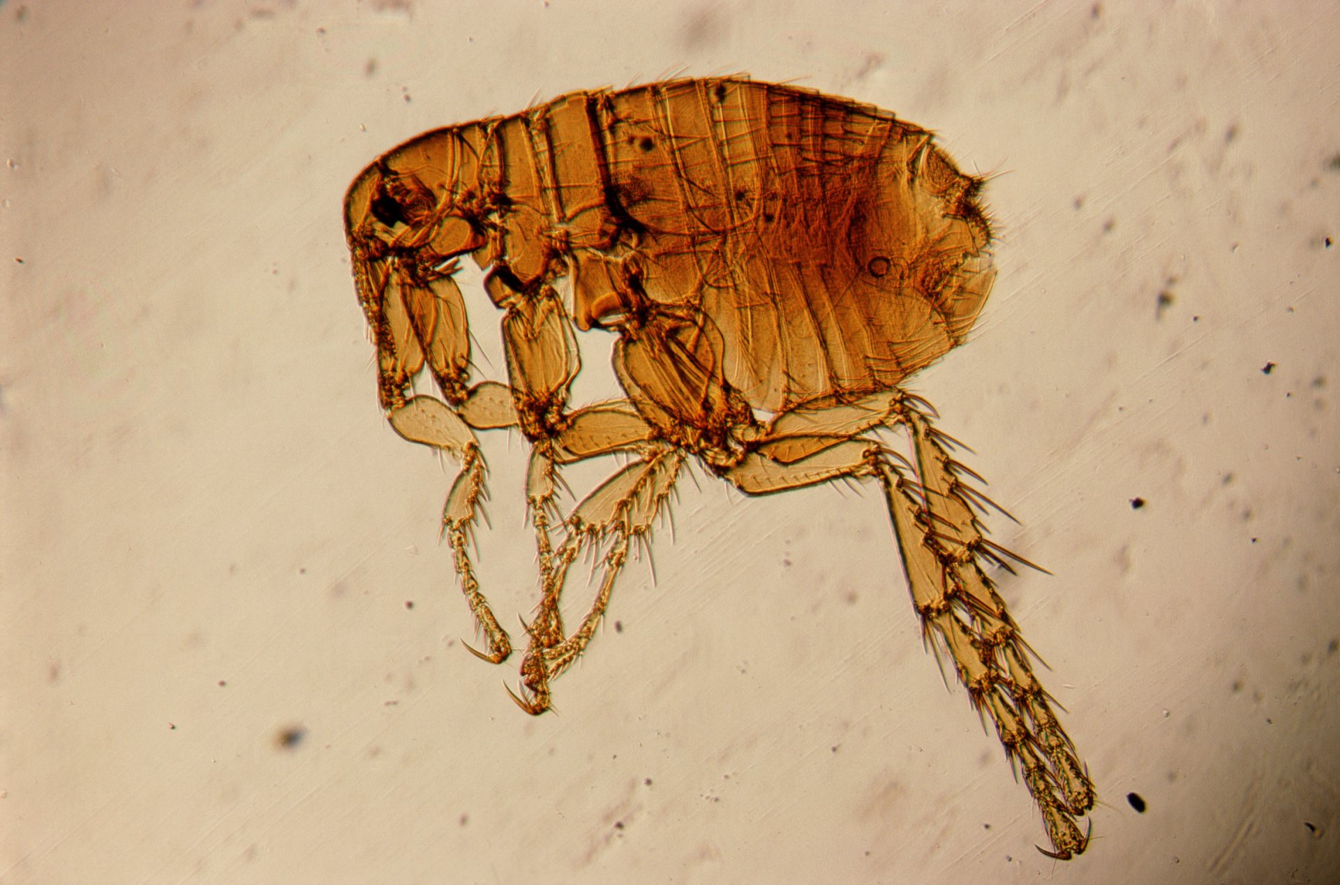 HD wallpaper flea insects under the microscope