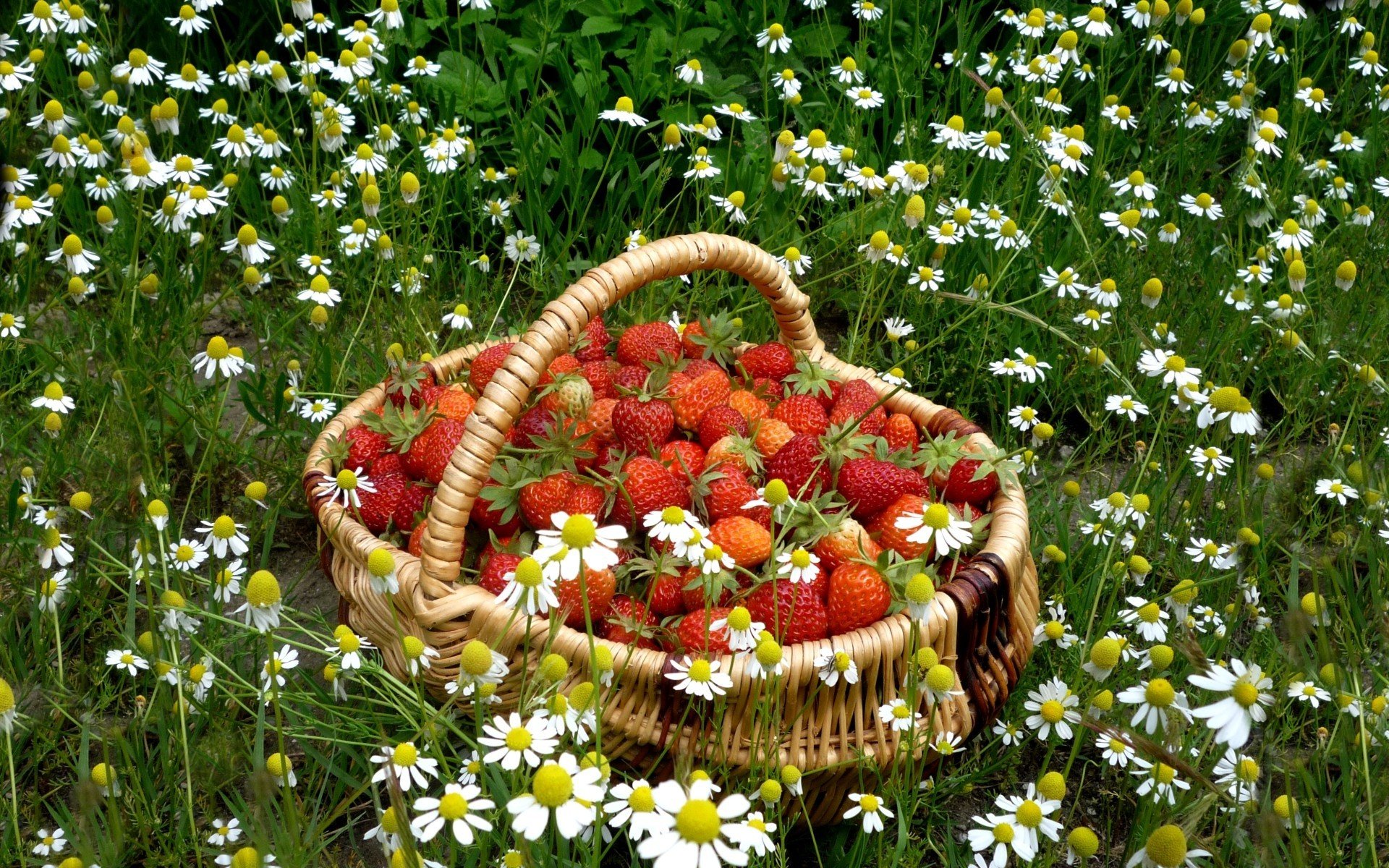 background grass chamomile shopping red strawberry food