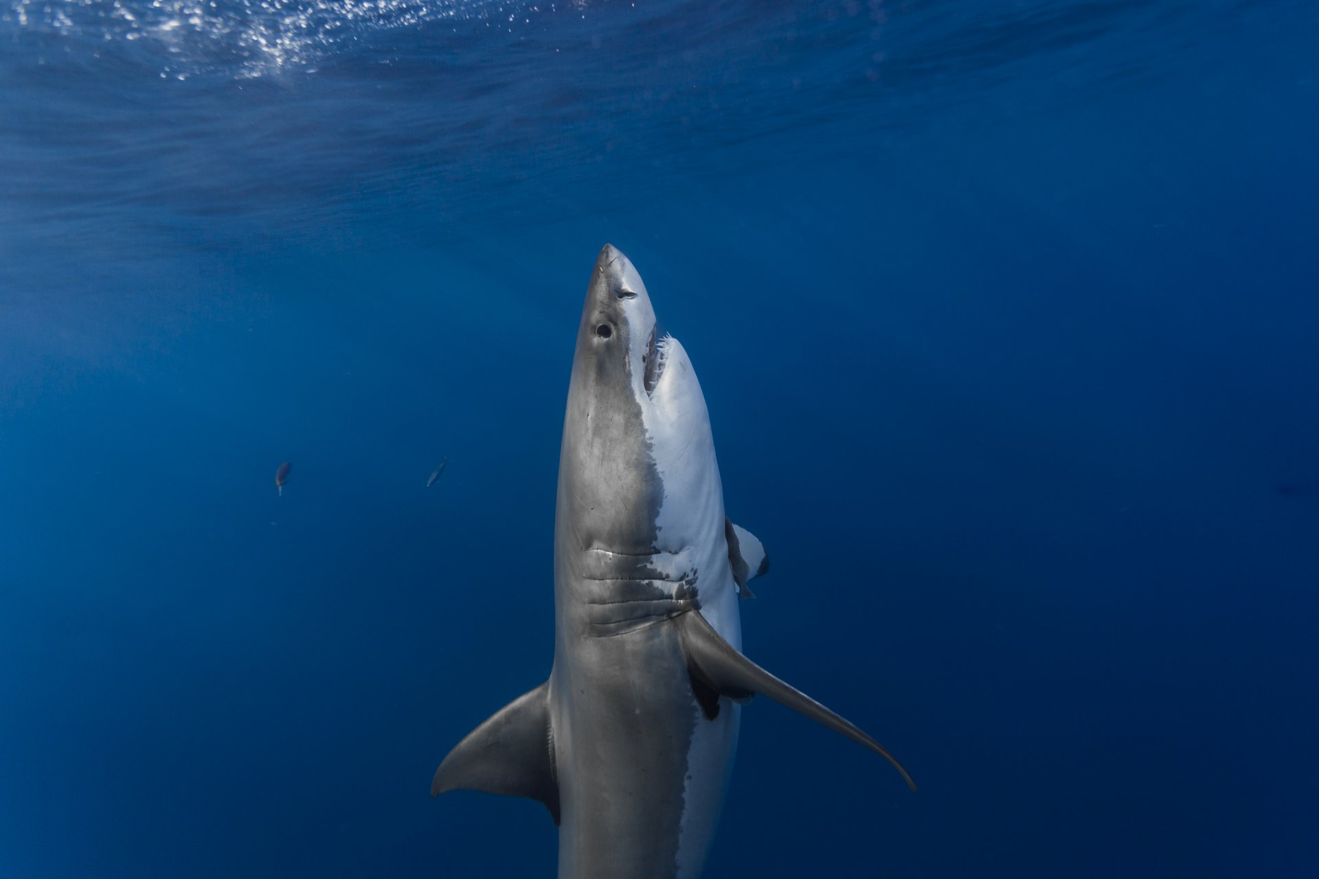 shark white shark vertical ambush predator surface sunlight