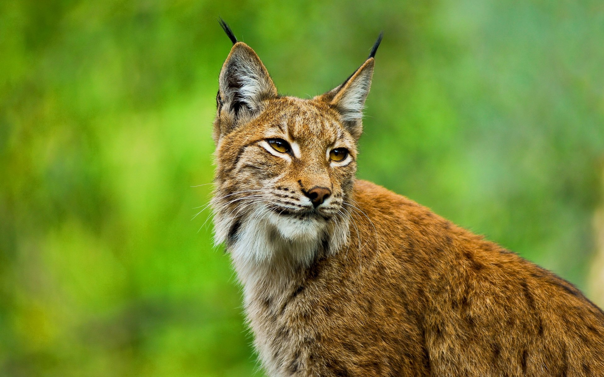 HD wallpaper lynx european face ears view brush whiskers wild cat