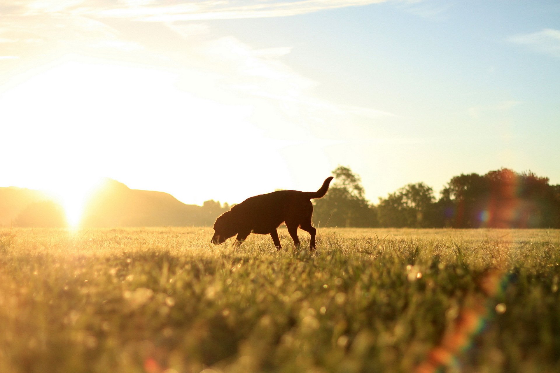 dog the field morning light