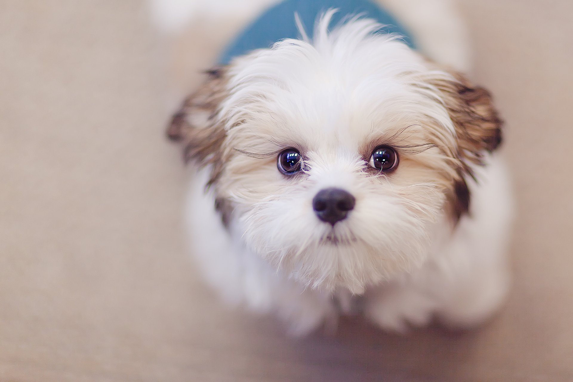 dog view other background