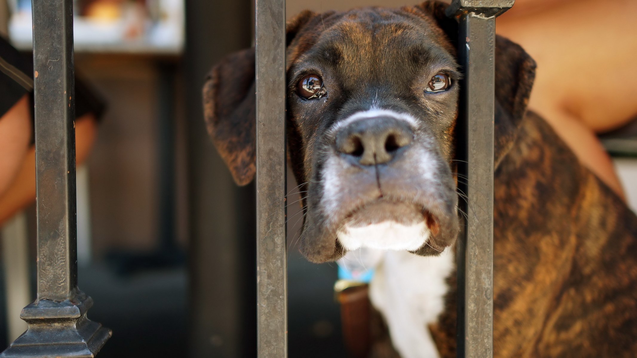 dog view other fence
