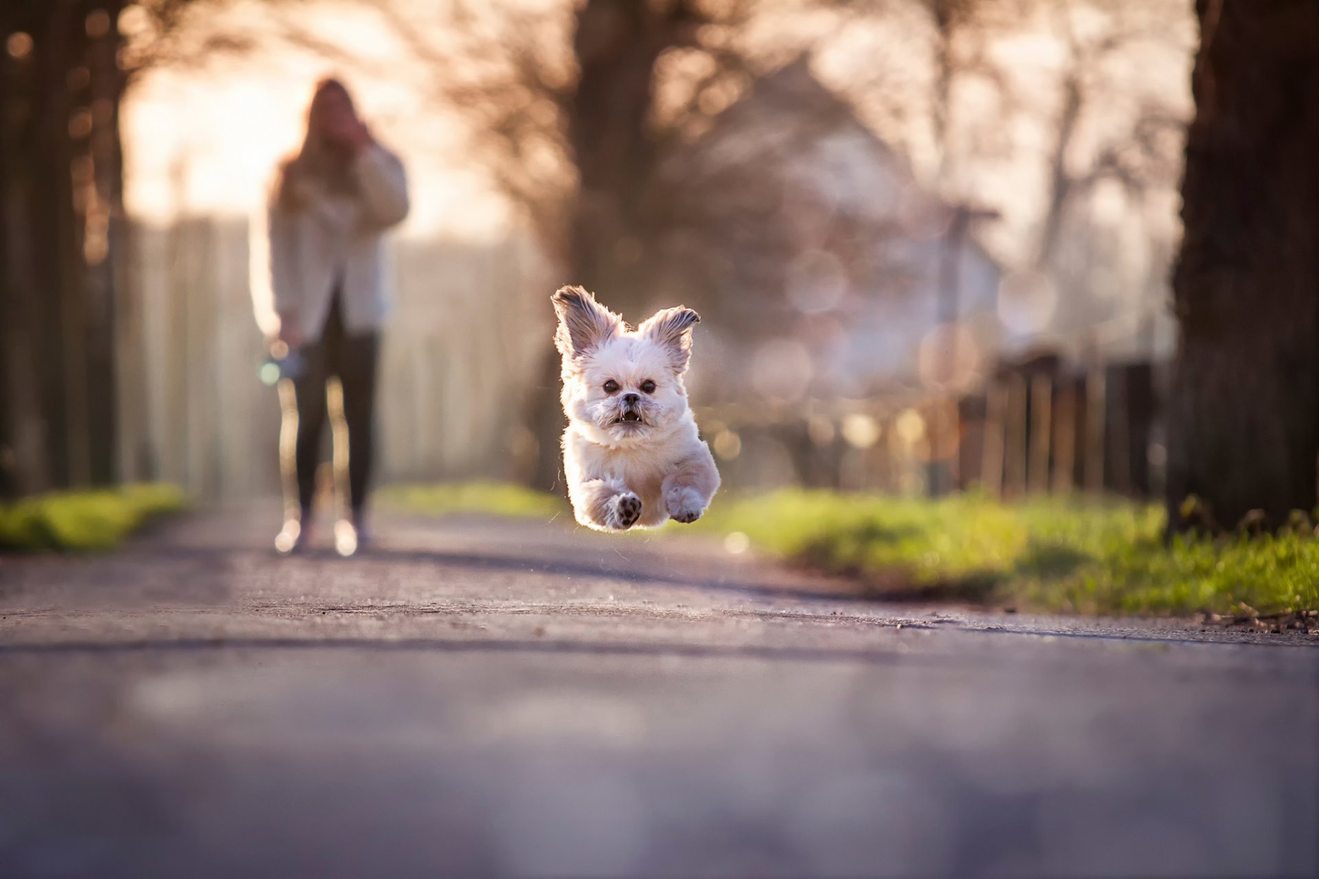 dog running jump