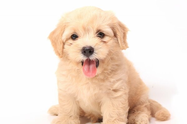 HD wallpaper dog puppy white background