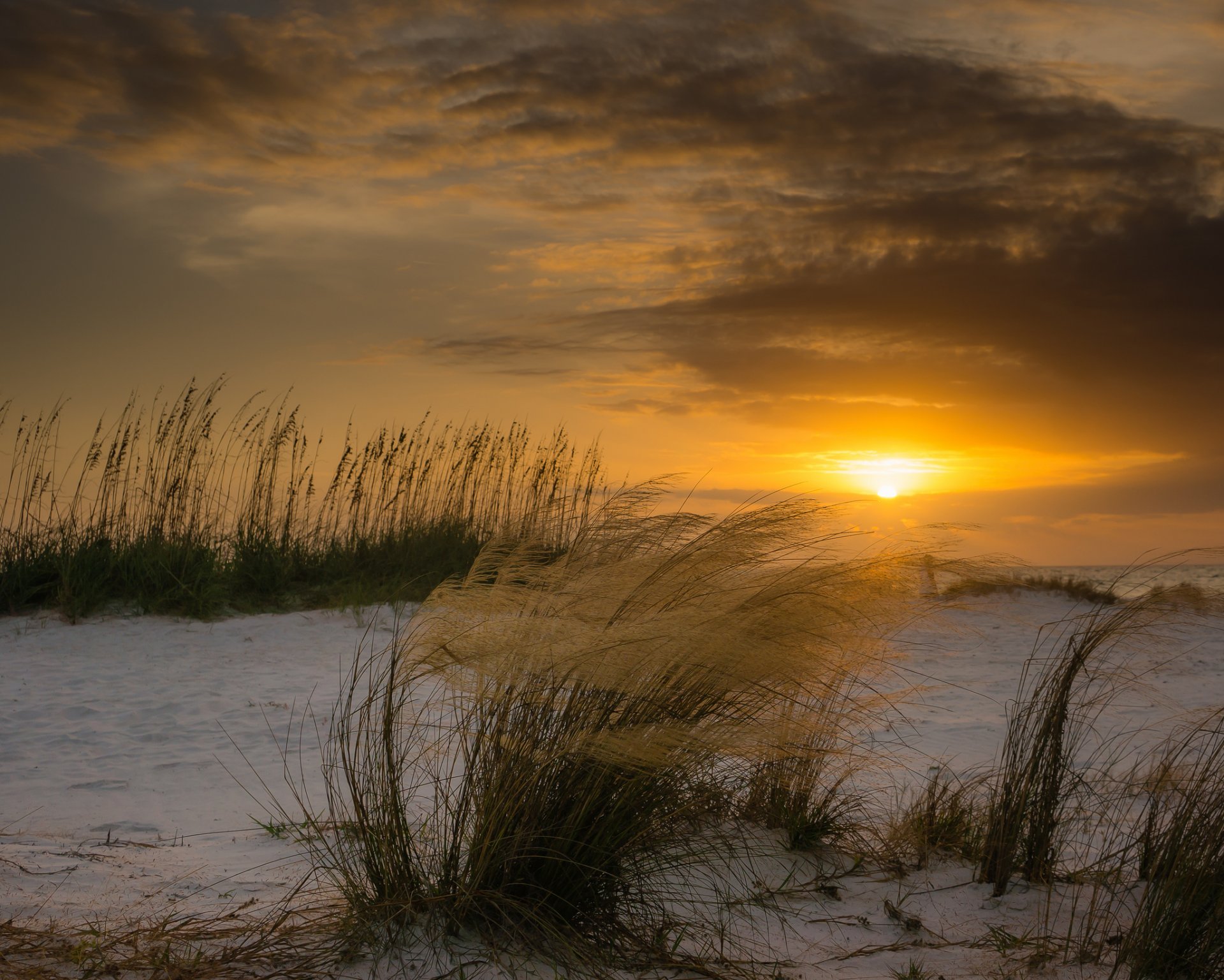 HD wallpaper florida beach wind plants dune sun sunset winter