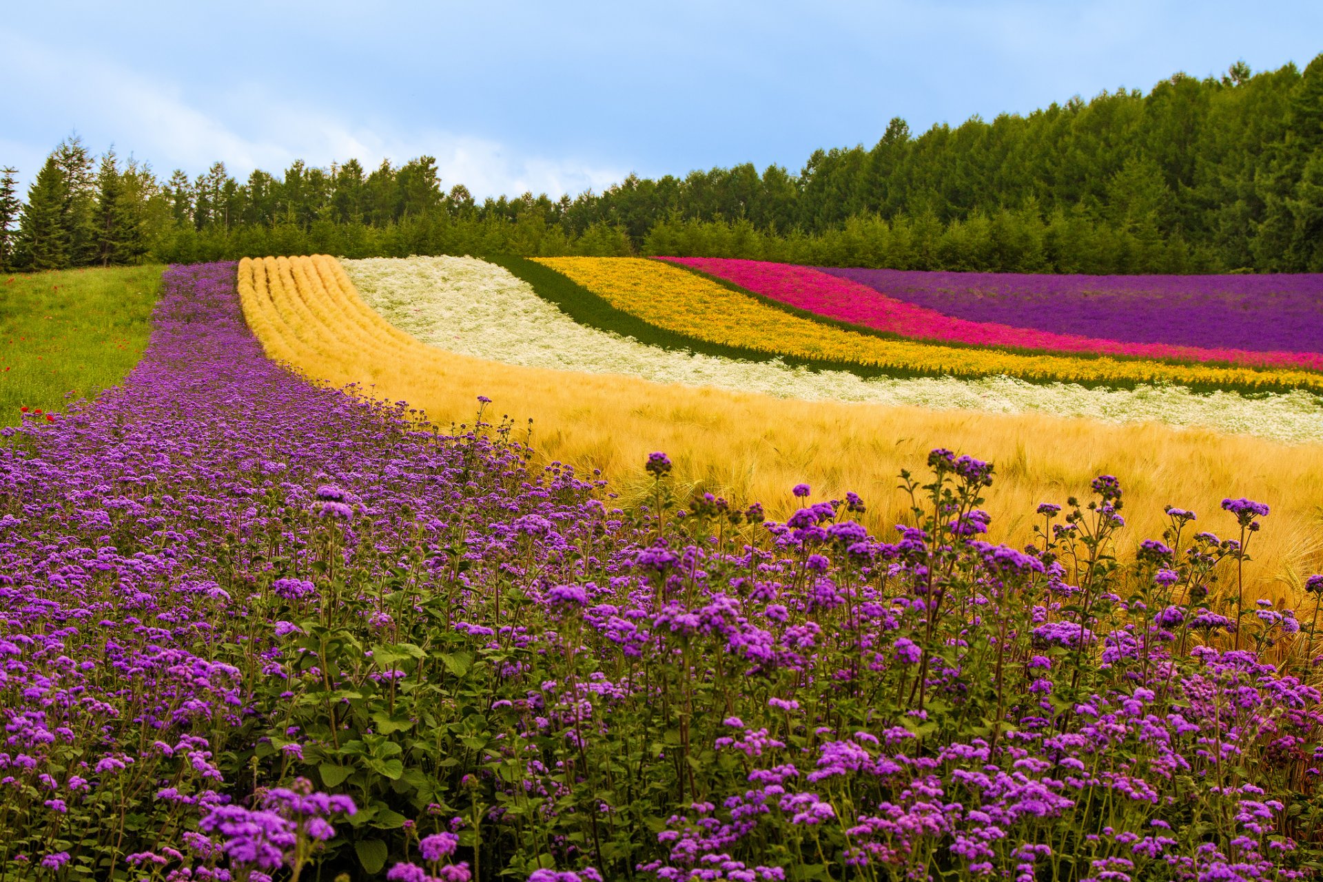the field hill flower poppies lavender plants tree japan