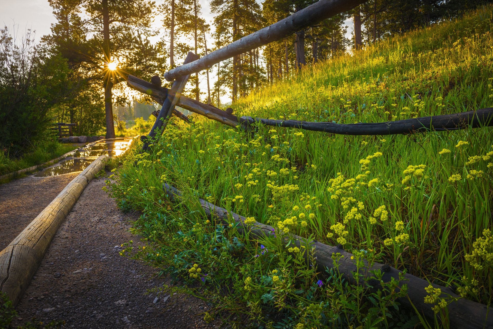 nature sun sunset sunrise grass flowers spring forest park trees road path walk tree flower