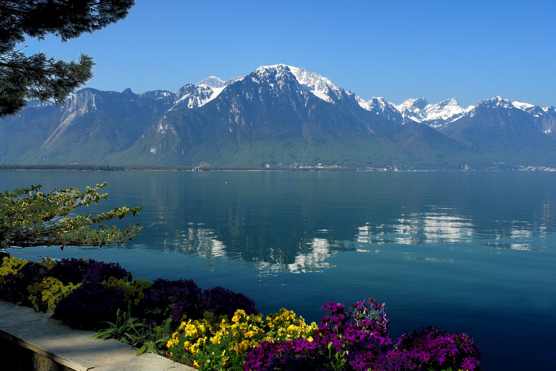 lake geneva switzerland mountain reflection water flower sky