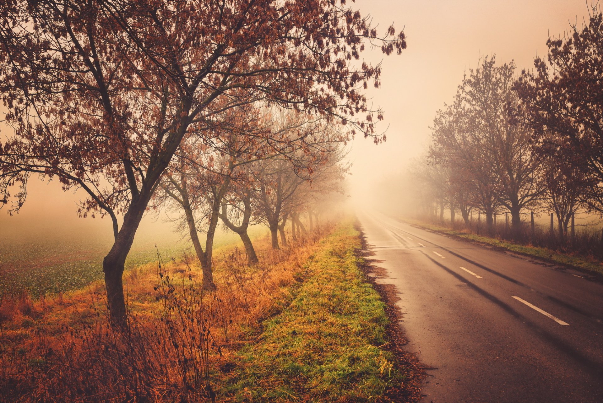 road tree nature autumn fog